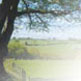 Image of a tree